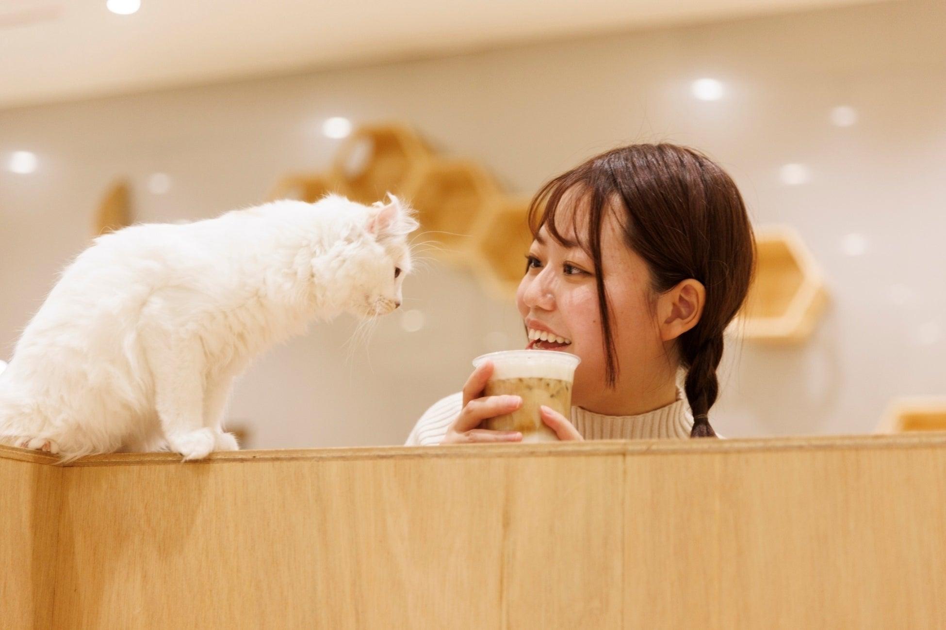 10 Animal Cafés Around the World You’ll Want to Visit | VibesTravelling