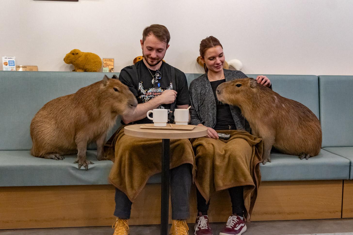 10 Animal Cafés Around the World You’ll Want to Visit | VibesTravelling