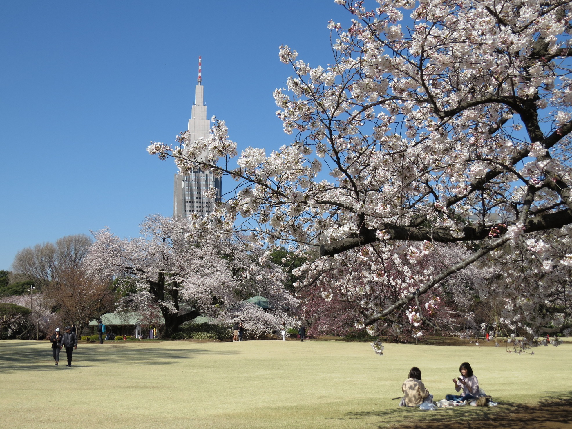 Top Things to Do in Shinjuku for First-Time Visitors (Complete Travel Guide)