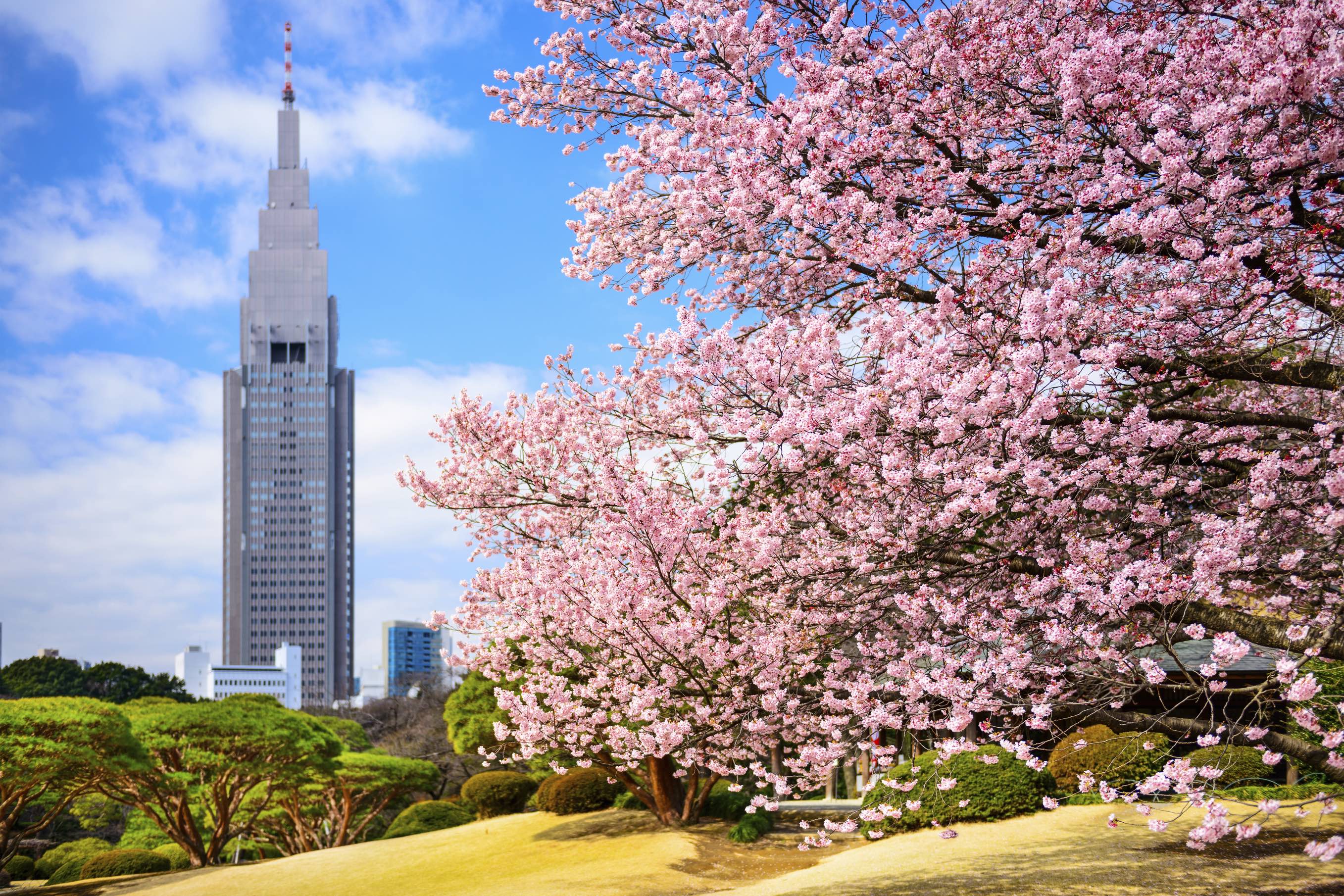 Top Things to Do in Shinjuku for First-Time Visitors (Complete Travel Guide)