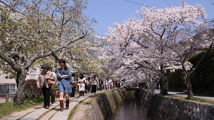 Best Places to See Cherry Blossoms in Japan
