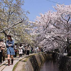 Best Places to See Cherry Blossoms in Japan