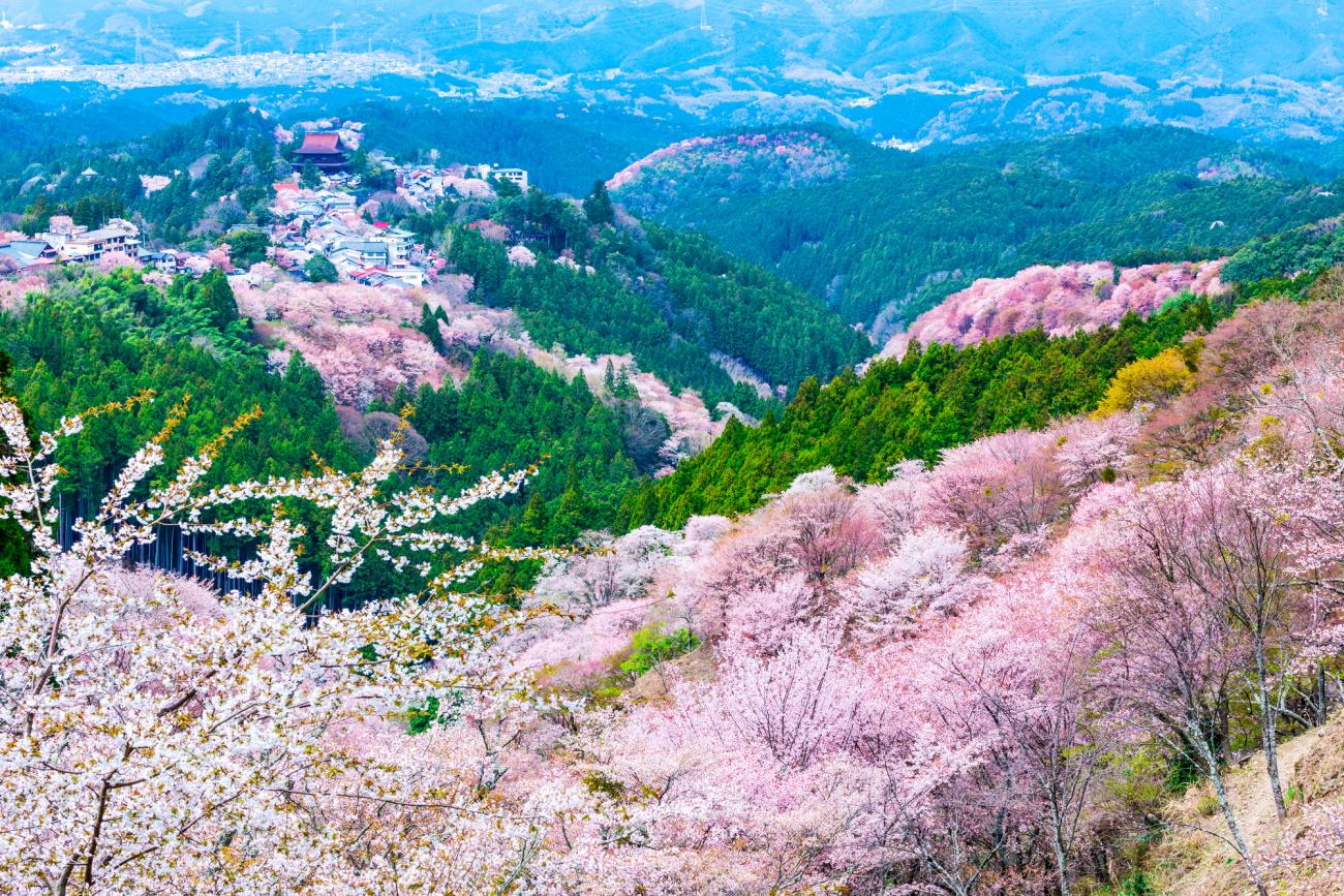 Best Places to See Cherry Blossoms in Japan