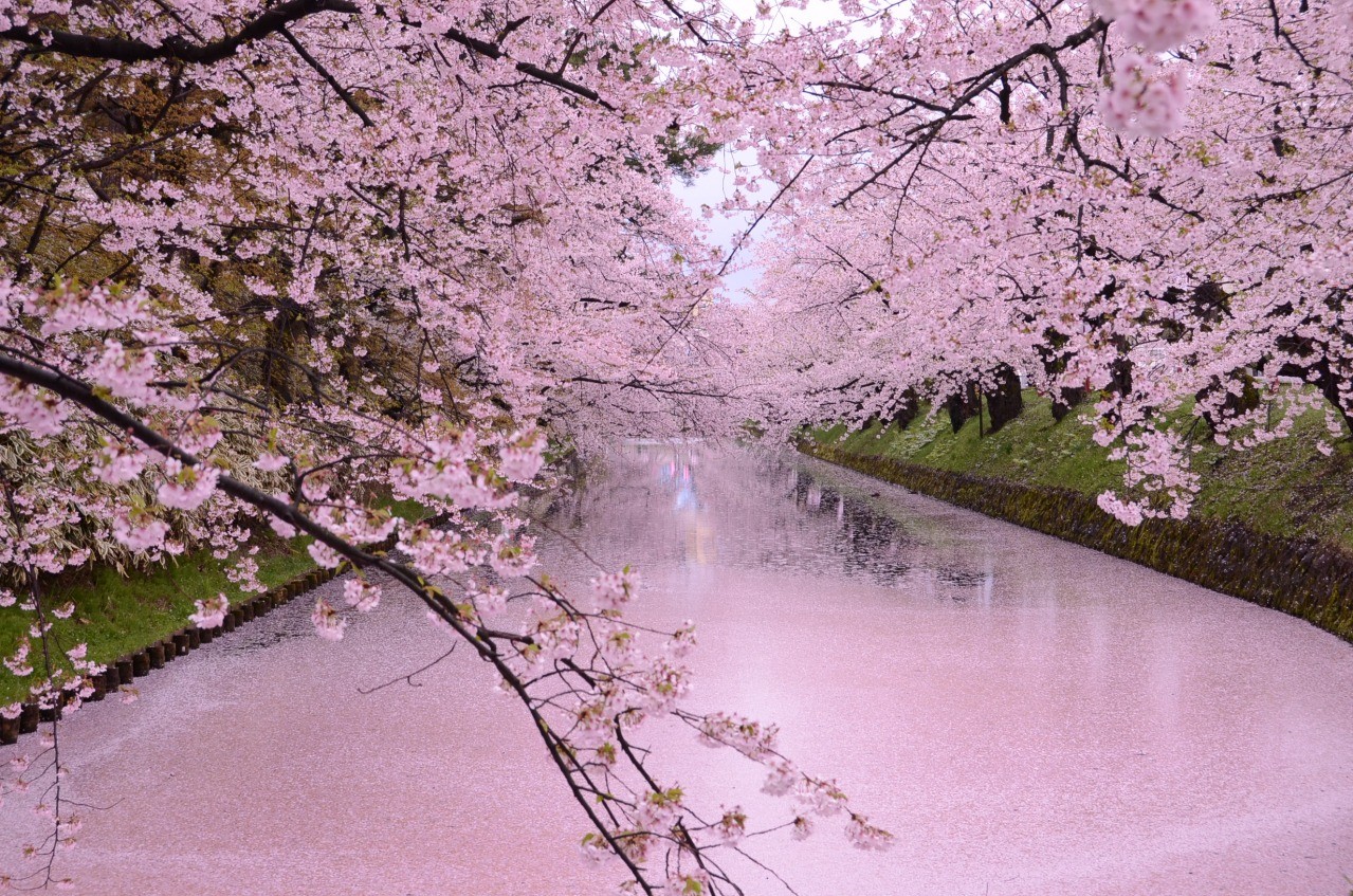 Best Places to See Cherry Blossoms in Japan
