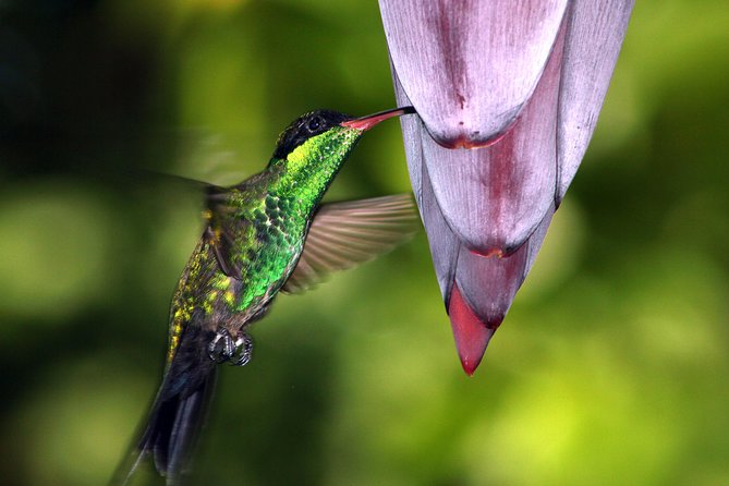 Hidden Gems in Popular Destinations in Jamaica: Secret Spots Most Travelers Miss