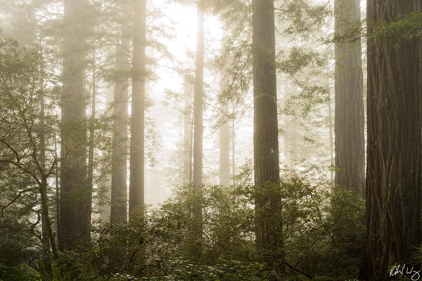 Best Photography Spots in California: Capture the Golden State’s Most Stunning Views 📸