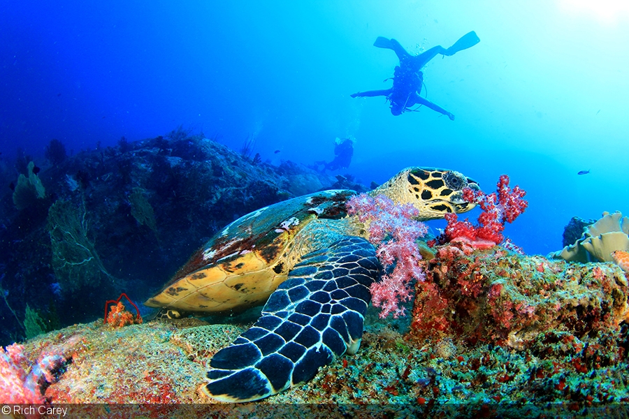Best Adventure Activities in Thailand: Thrilling Experiences for Every Explorer