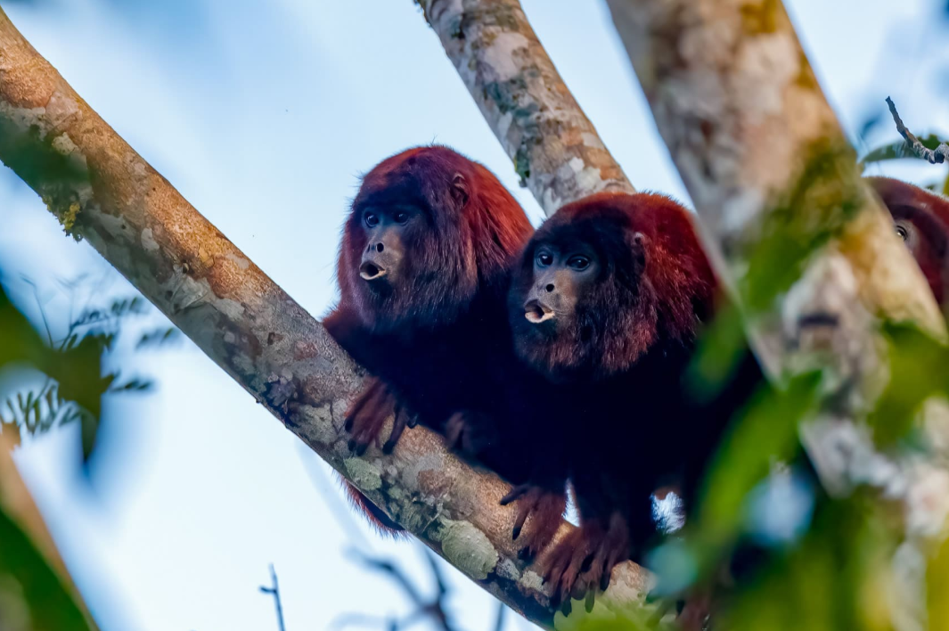 Best Adventure Activities in Peru: Thrilling Experiences for Every Explorer