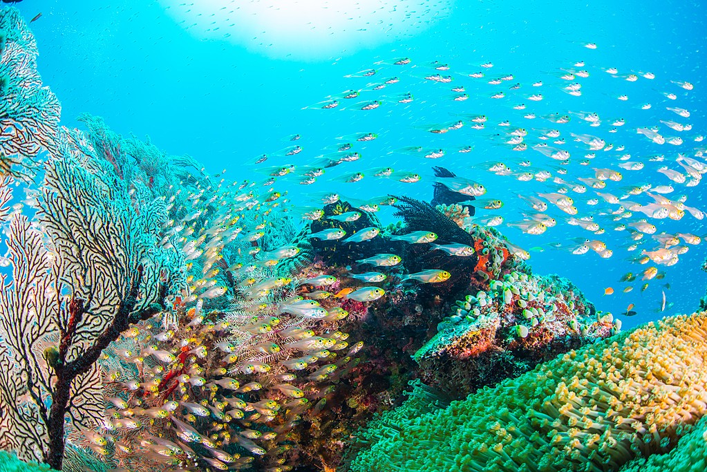 🇯🇵 Visit Japan’s Blue Zone: Why Okinawa Belongs on Your Bucket List