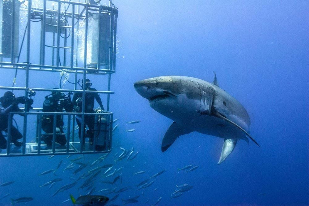 Best Adventure Activities in Africa: Thrilling Experiences for Every Explorer