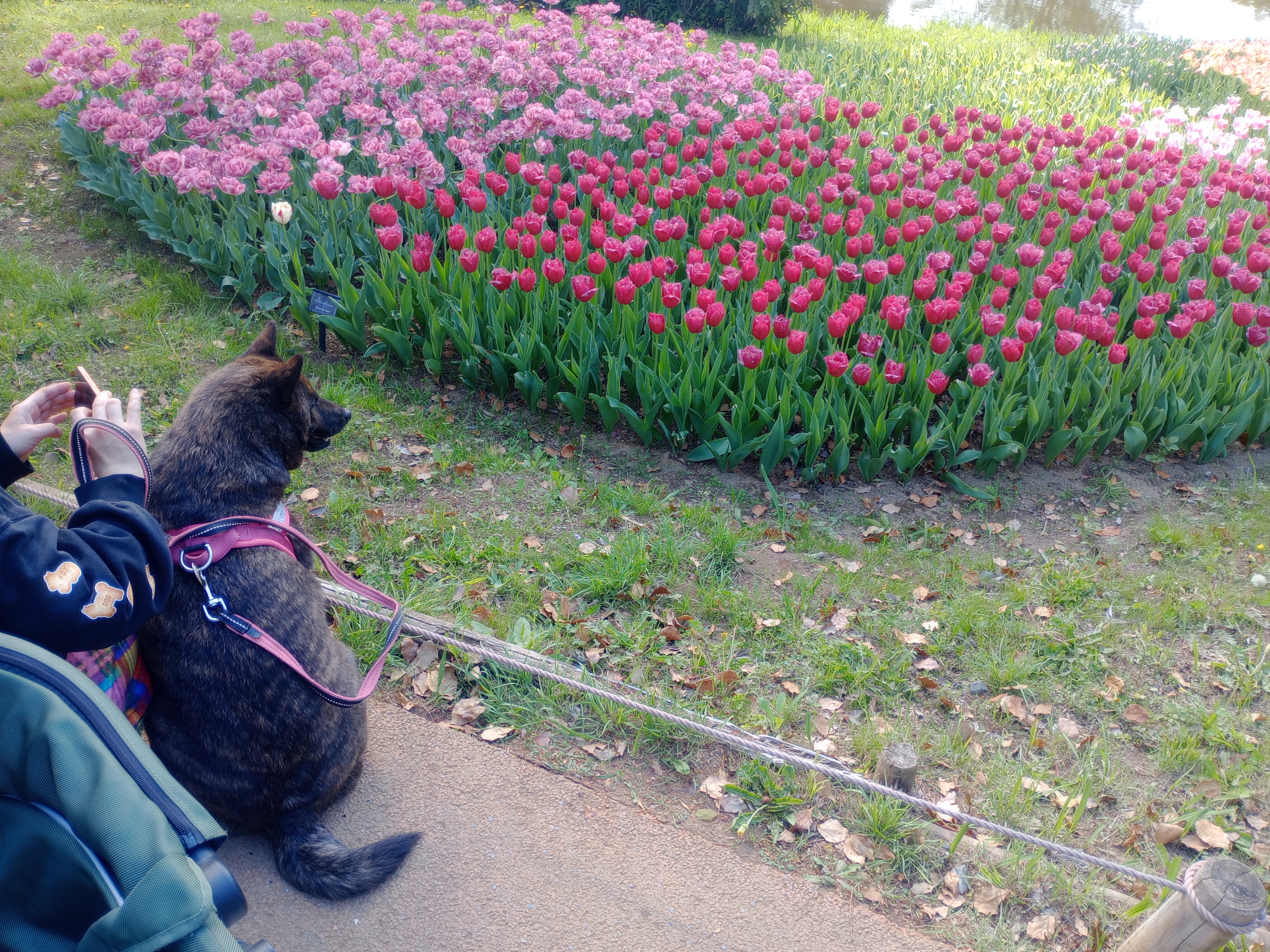 Exploring the Wonders of Showa Kinen Park 🌿🇯🇵