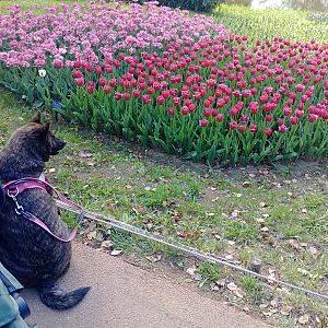 Exploring the Wonders of Showa Kinen Park 🌿🇯🇵