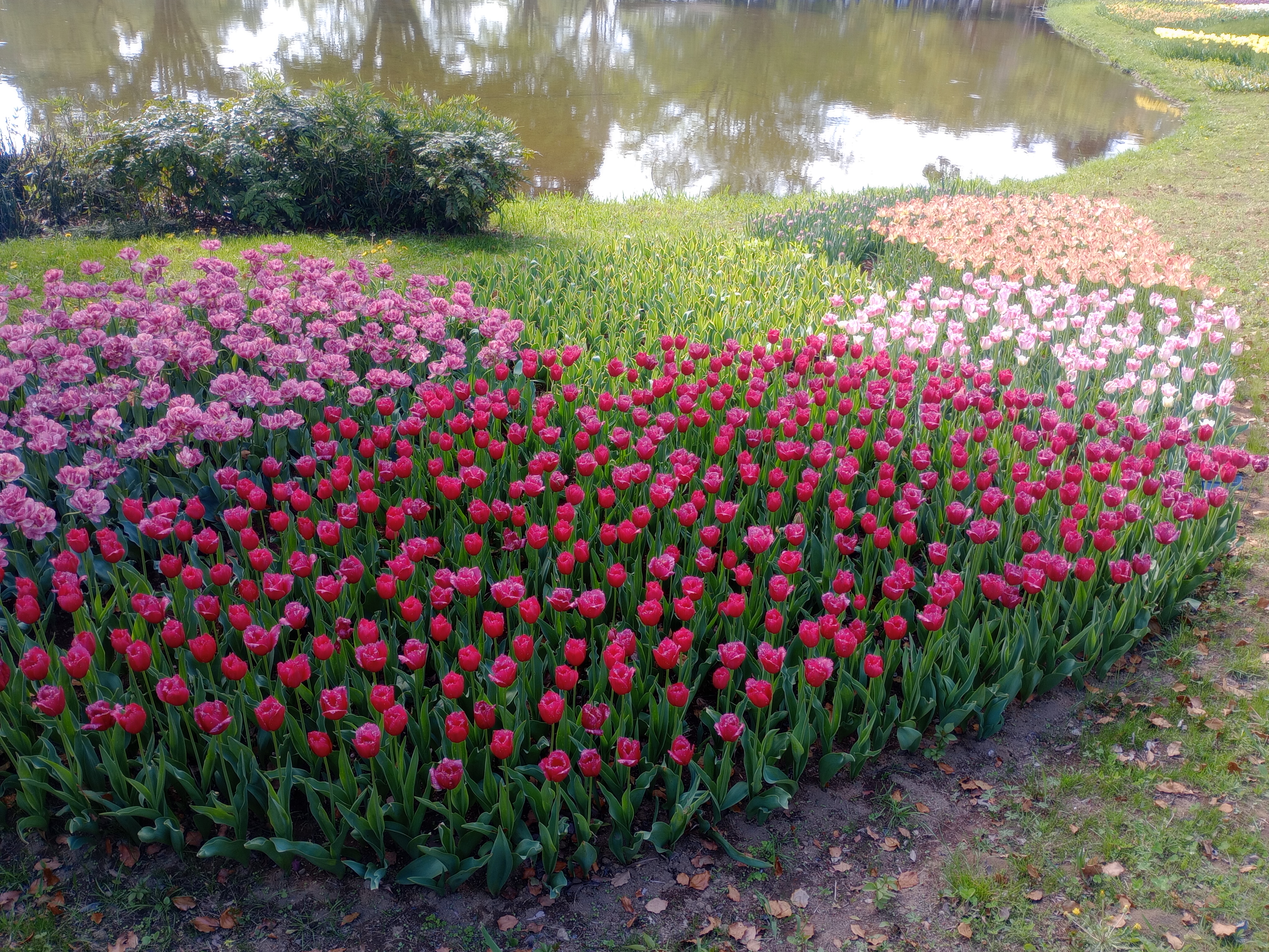 Exploring the Wonders of Showa Kinen Park 🌿🇯🇵