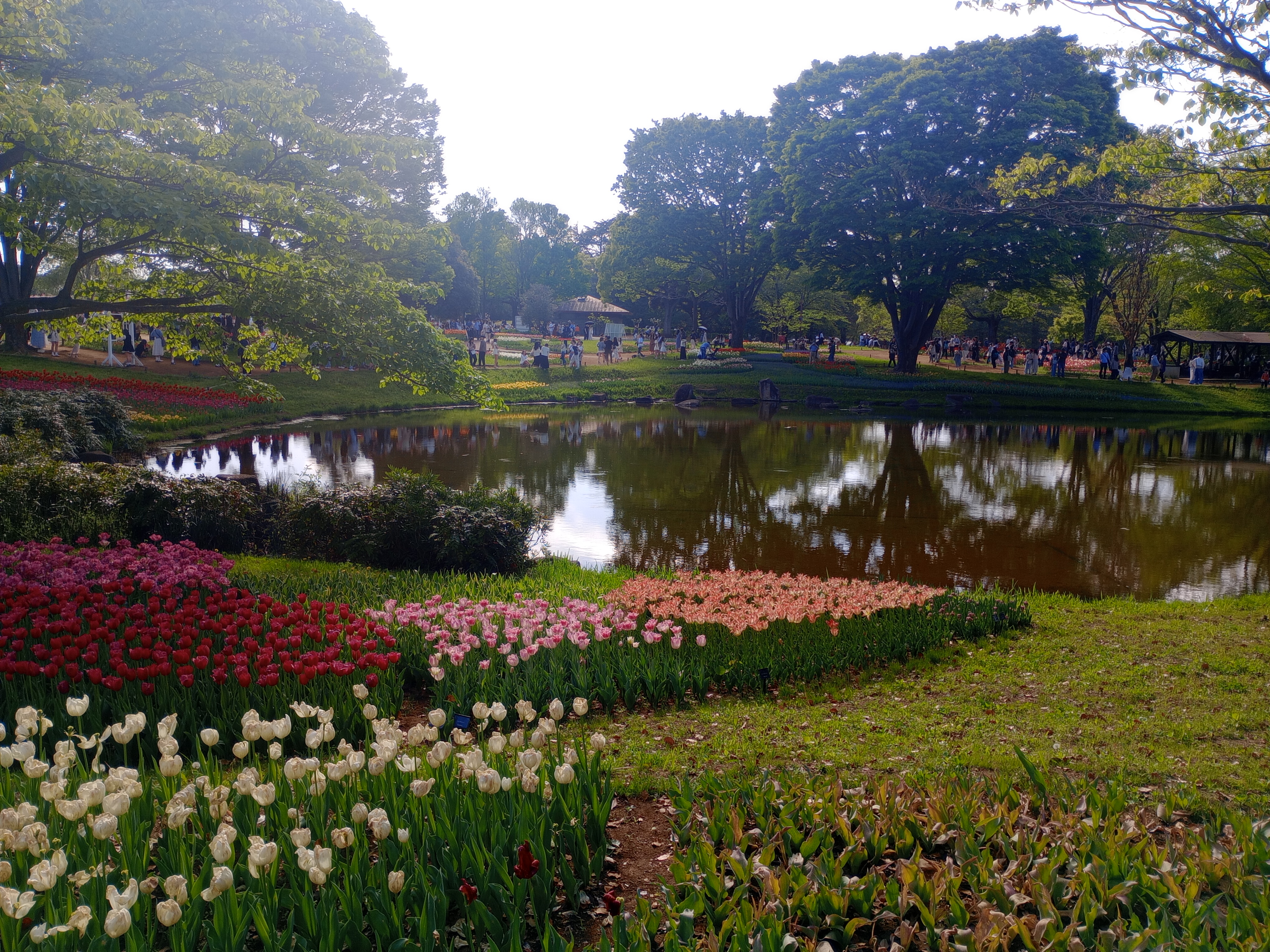 Exploring the Wonders of Showa Kinen Park 🌿🇯🇵