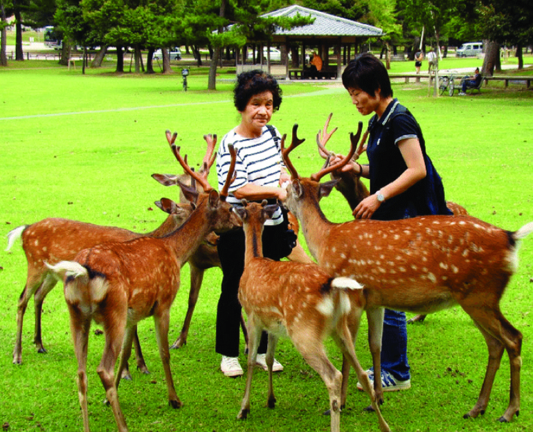 10 Fascinating Facts About Animal Recreation in Japan (Wildlife Parks, Zoos & Unique Animal Experiences)