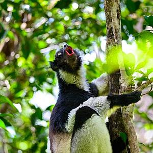 10 Places Around the World to See Rare Wildlife in the Wild