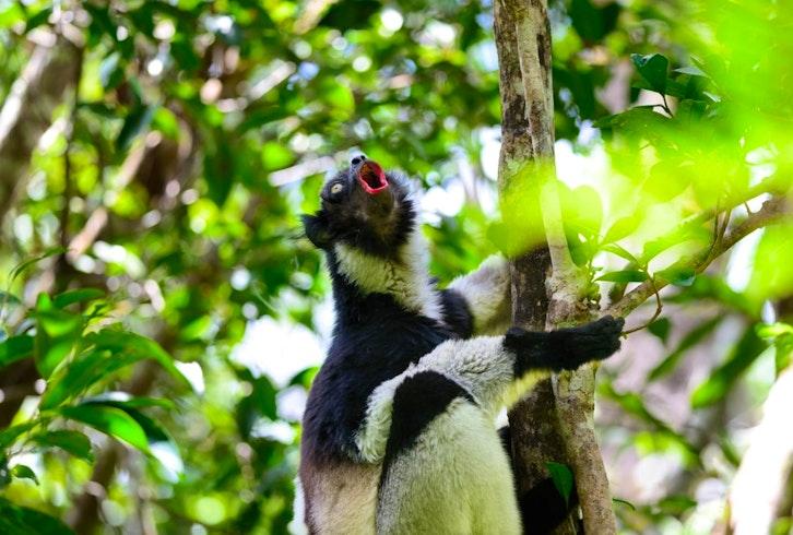 10 Places Around the World to See Rare Wildlife in the Wild
