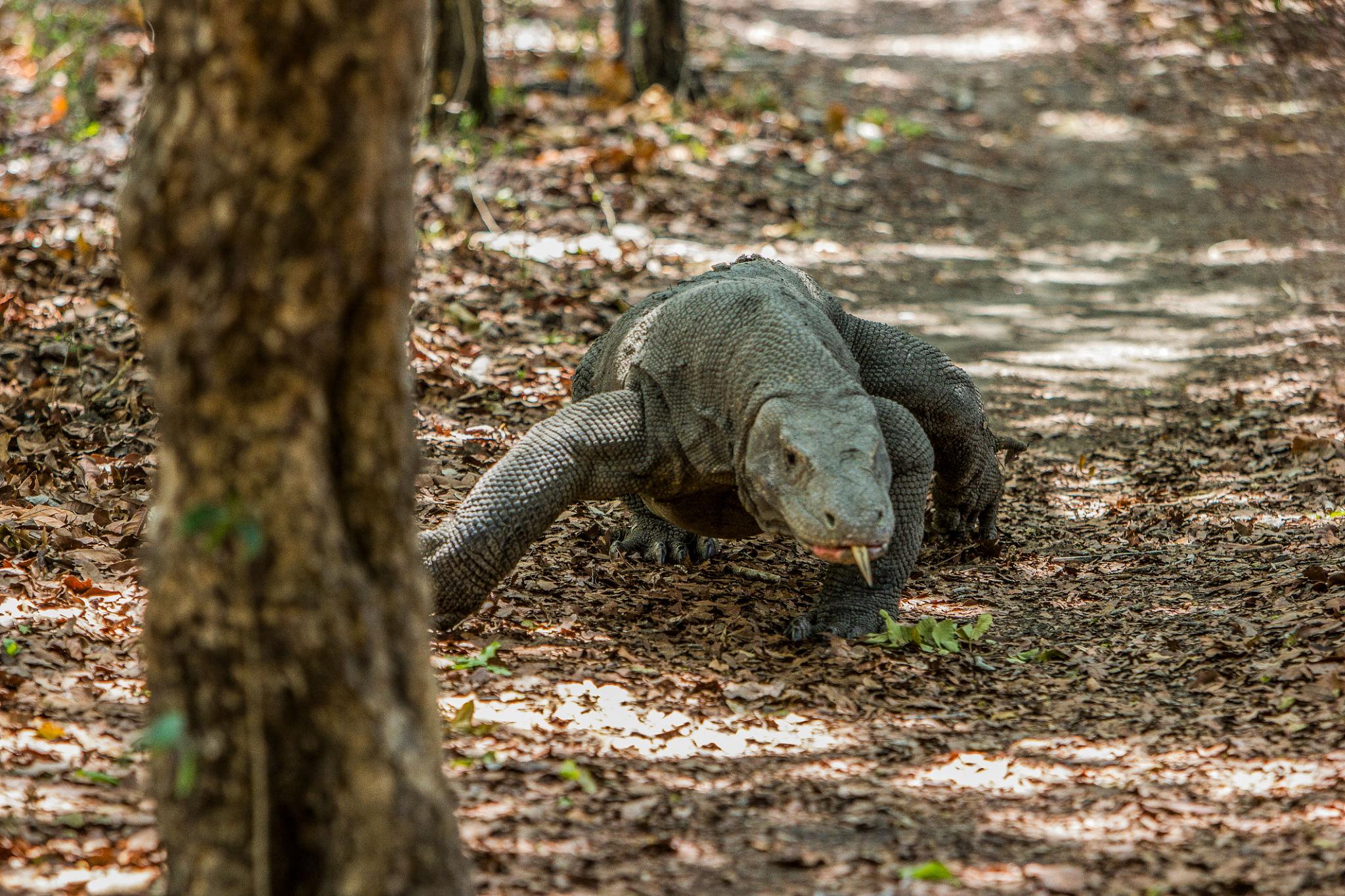 10 Places Around the World to See Rare Wildlife in the Wild