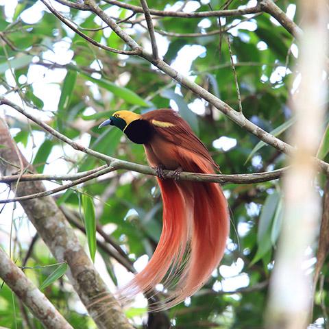 10 Places Around the World to See Rare Wildlife in the Wild