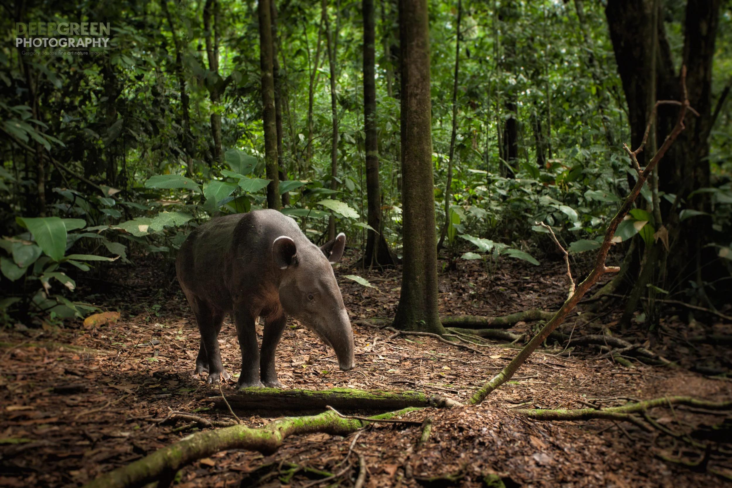 10 Places Around the World to See Rare Wildlife in the Wild