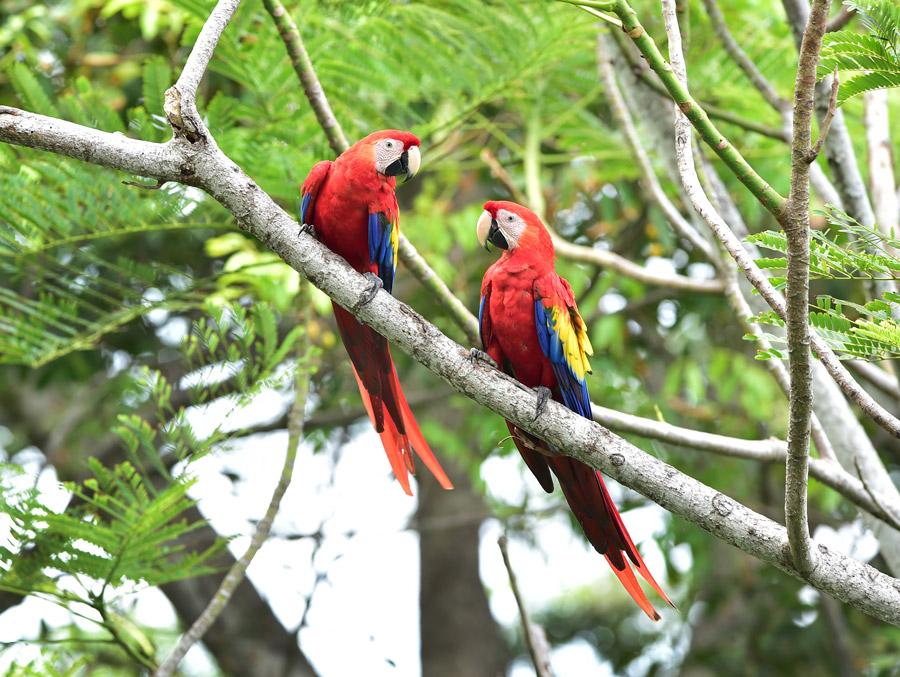 10 Places Around the World to See Rare Wildlife in the Wild