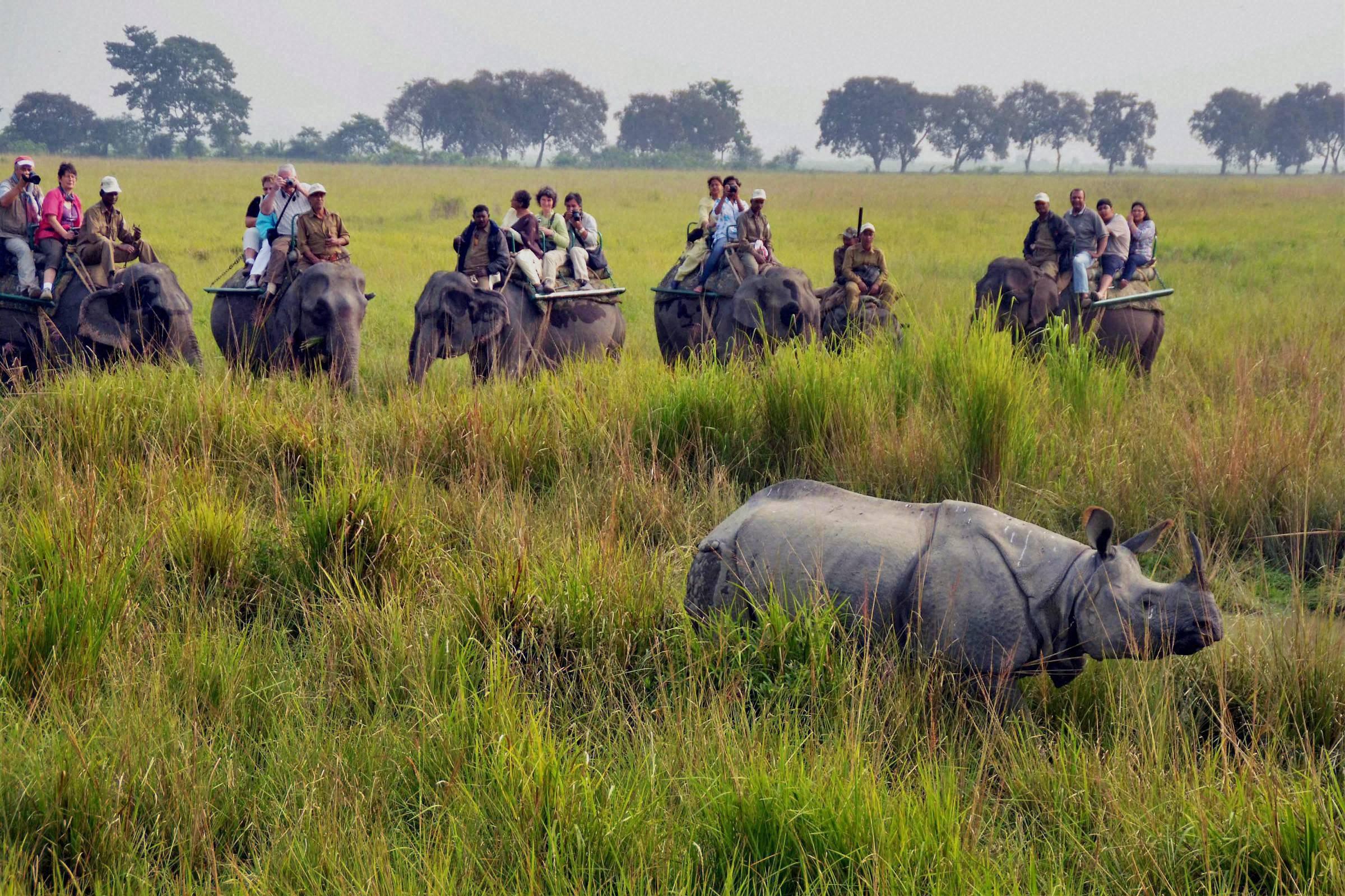 10 Places Around the World to See Rare Wildlife in the Wild