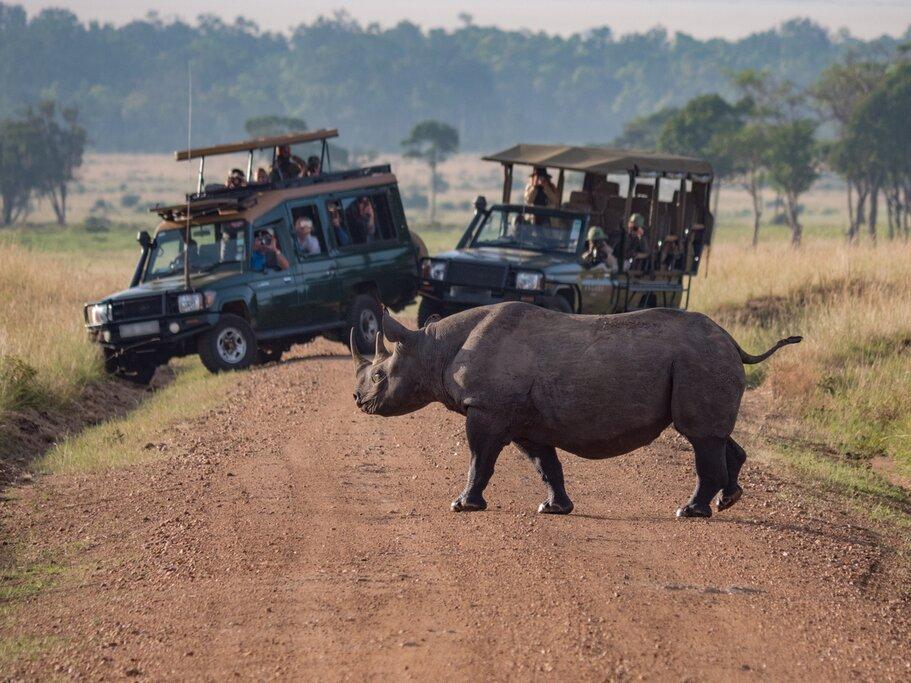 World’s Rarest Animal Encounters: 10 Bucket-List Trips for Wildlife Lovers