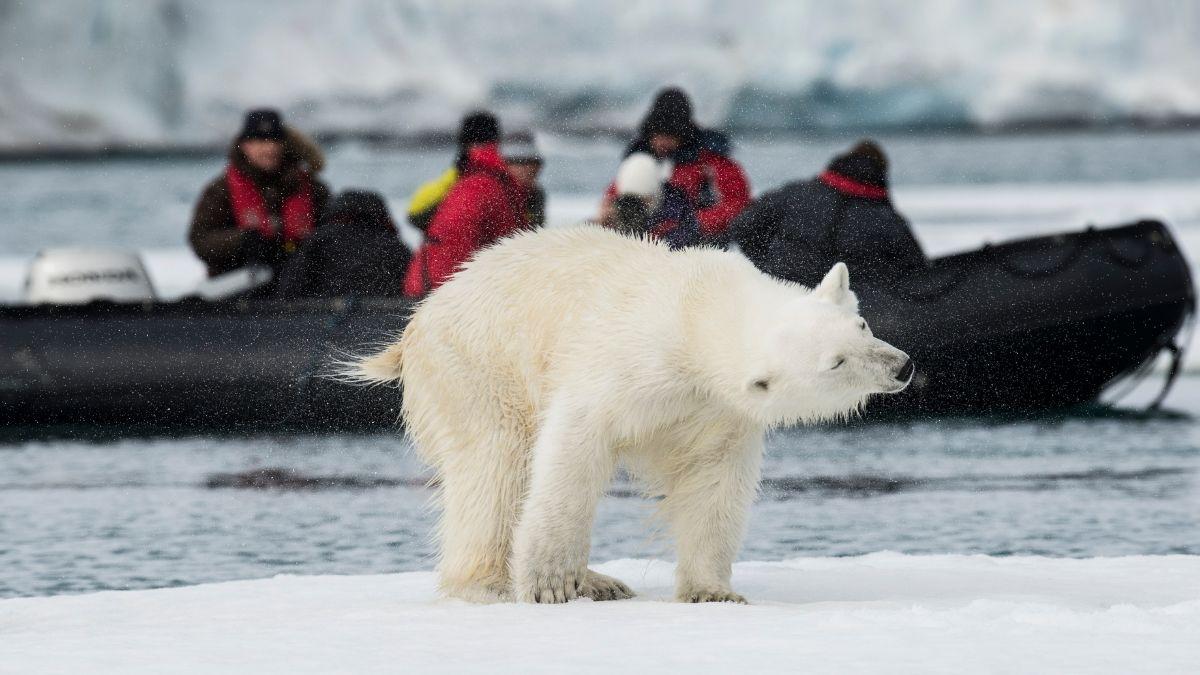 World’s Rarest Animal Encounters: 10 Bucket-List Trips for Wildlife Lovers