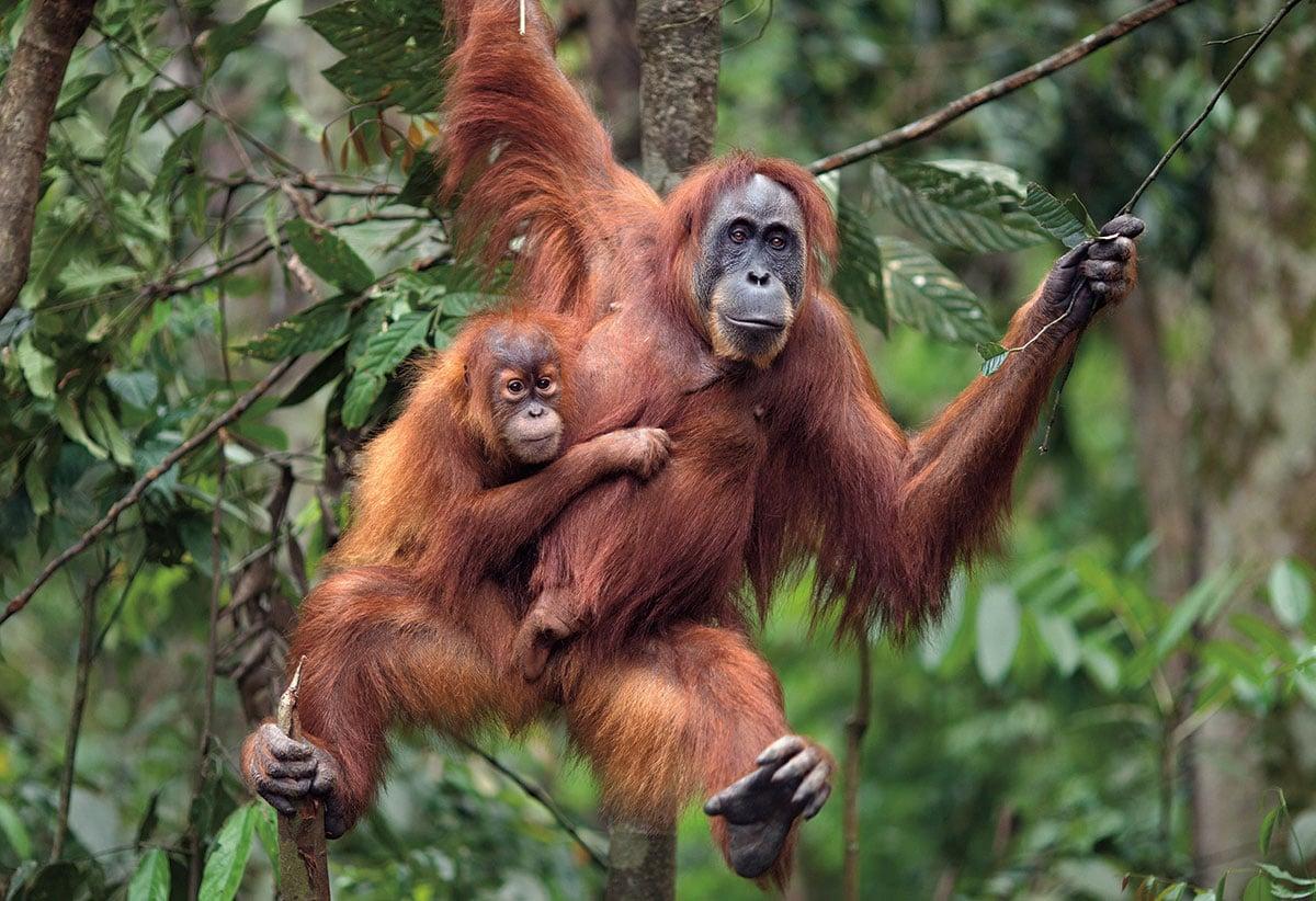 World’s Rarest Animal Encounters: 10 Bucket-List Trips for Wildlife Lovers
