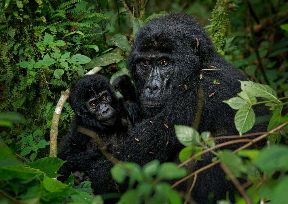 World’s Rarest Animal Encounters: 10 Bucket-List Trips for Wildlife Lovers