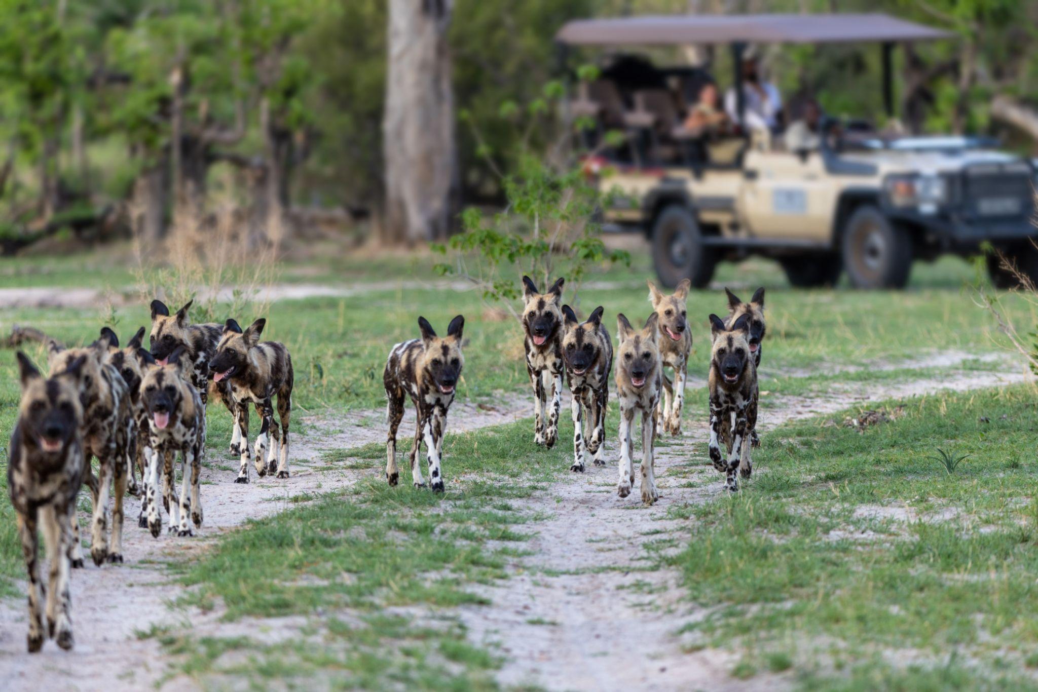 World’s Rarest Animal Encounters: 10 Bucket-List Trips for Wildlife Lovers