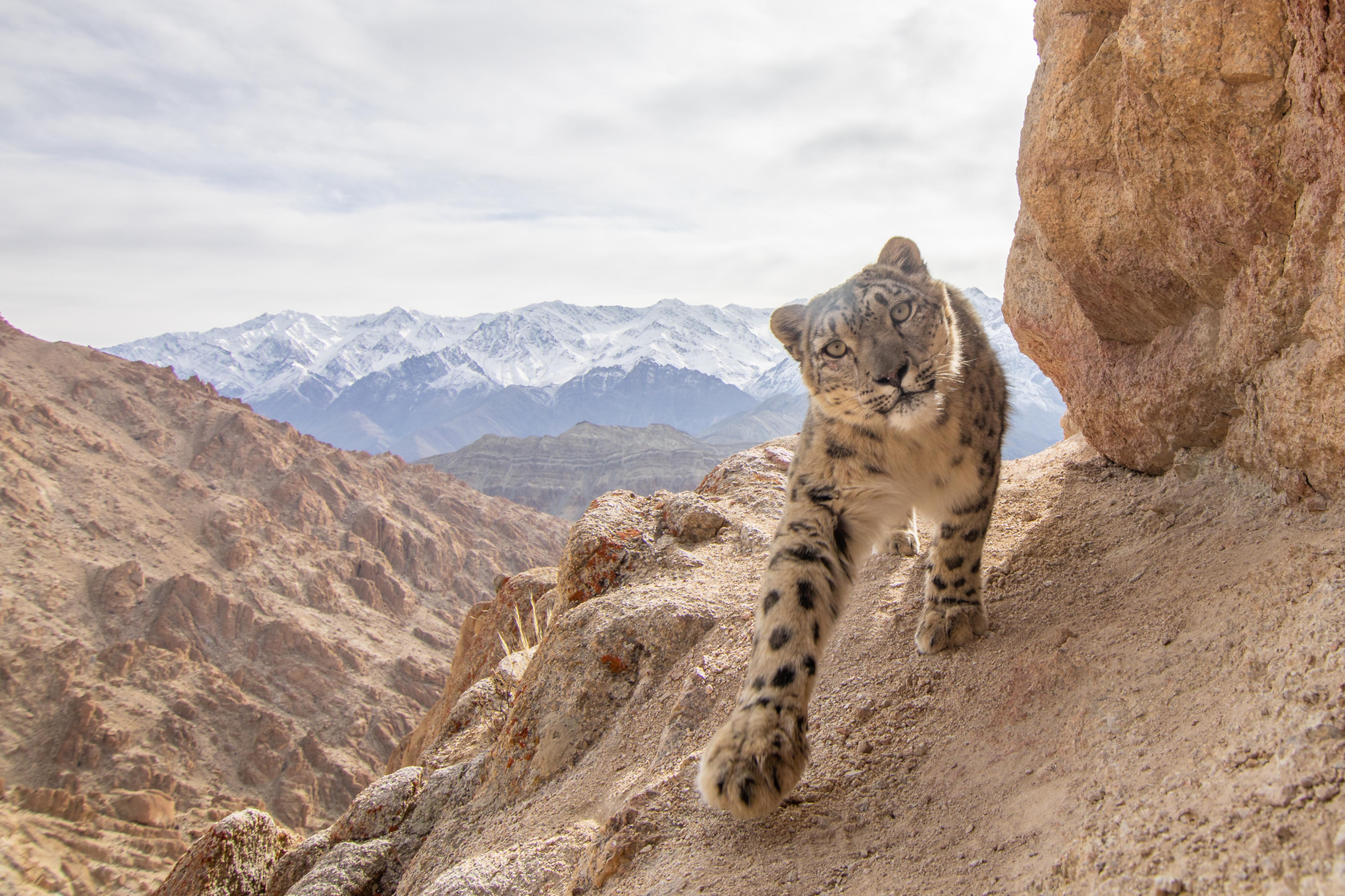 World’s Rarest Animal Encounters: 10 Bucket-List Trips for Wildlife Lovers