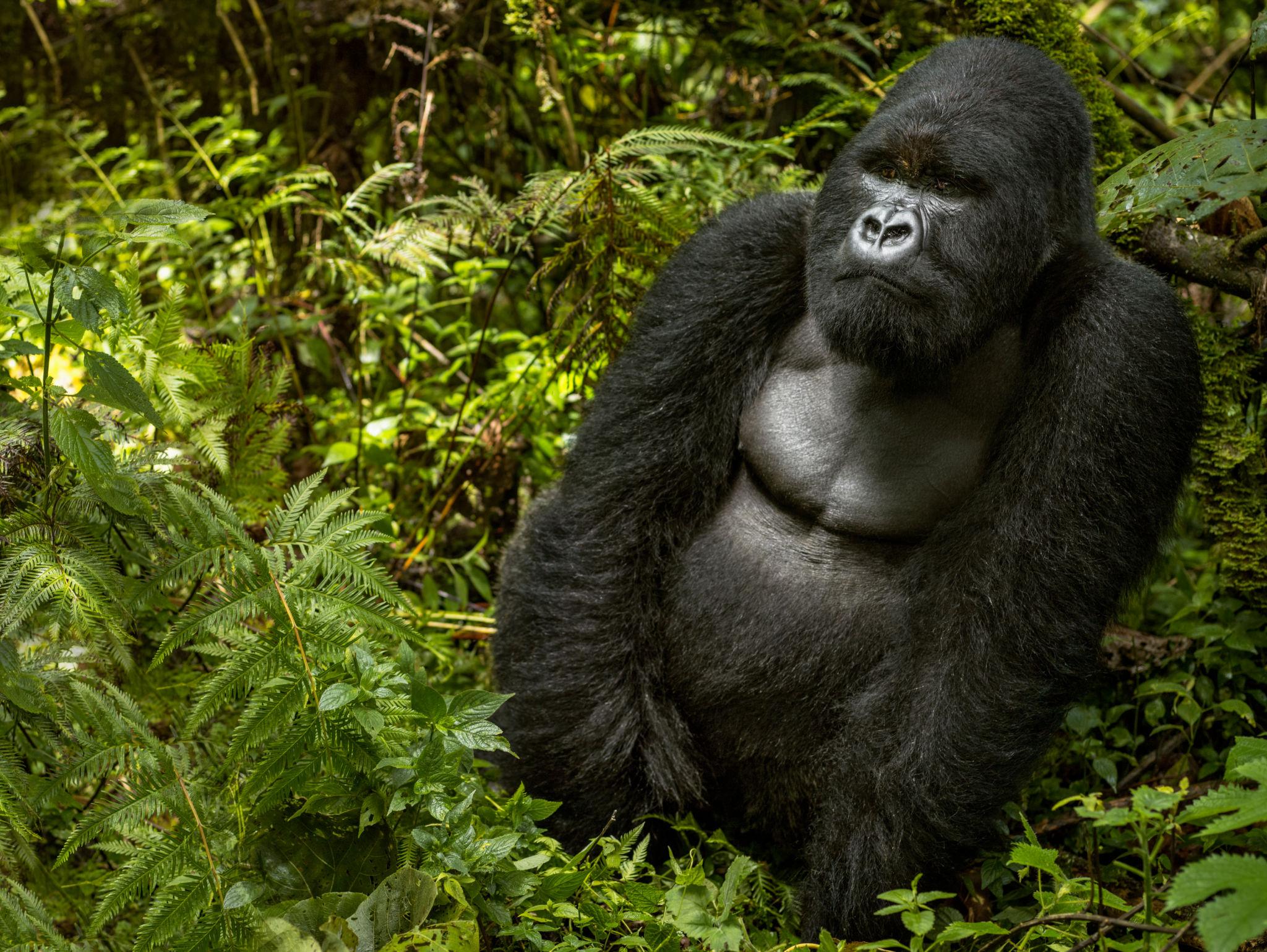 World’s Rarest Animal Encounters: 10 Bucket-List Trips for Wildlife Lovers