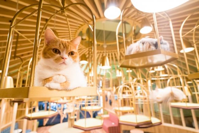 10 Most Unique Cafés in the World You Need to Visit Once